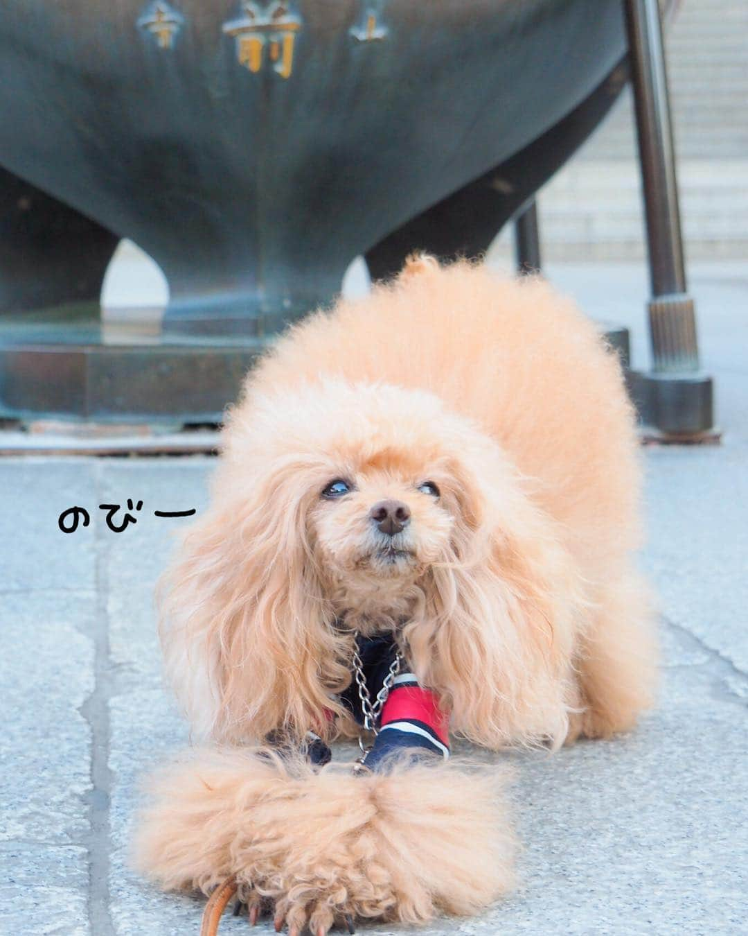 Toypoodle Mikuru?Asakusa Tokyoさんのインスタグラム写真 - (Toypoodle Mikuru?Asakusa TokyoInstagram)「20190416 Tuesday. Good morning! Friends 💕 久し振りの浅草寺朝活😆 . ❶ 宝蔵門の前でぺこりんと🥰 ❷ 今日の始動 ❸ みくるの法則動画 今日はどっち？ ❹ アピールちゃん . もうすぐ10連休とかですが、 みくーるちゃんには、色んな試練が待っております。 今は何も知らずに呑気にお留守番ね😅 . #浅草寺 は落ち着くなぁ #あさんぽ お友達 #極嬢桃尻 もふもふ」4月16日 8時13分 - purapura299