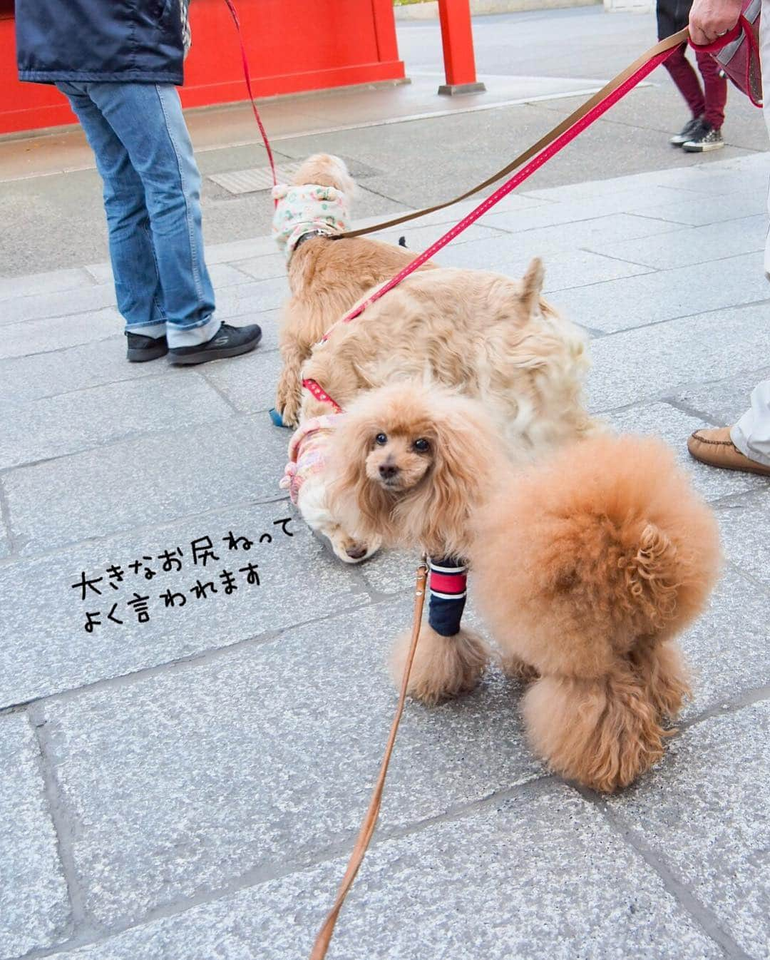 Toypoodle Mikuru?Asakusa Tokyoさんのインスタグラム写真 - (Toypoodle Mikuru?Asakusa TokyoInstagram)「20190416 Tuesday. Good morning! Friends 💕 久し振りの浅草寺朝活😆 . ❶ 宝蔵門の前でぺこりんと🥰 ❷ 今日の始動 ❸ みくるの法則動画 今日はどっち？ ❹ アピールちゃん . もうすぐ10連休とかですが、 みくーるちゃんには、色んな試練が待っております。 今は何も知らずに呑気にお留守番ね😅 . #浅草寺 は落ち着くなぁ #あさんぽ お友達 #極嬢桃尻 もふもふ」4月16日 8時13分 - purapura299