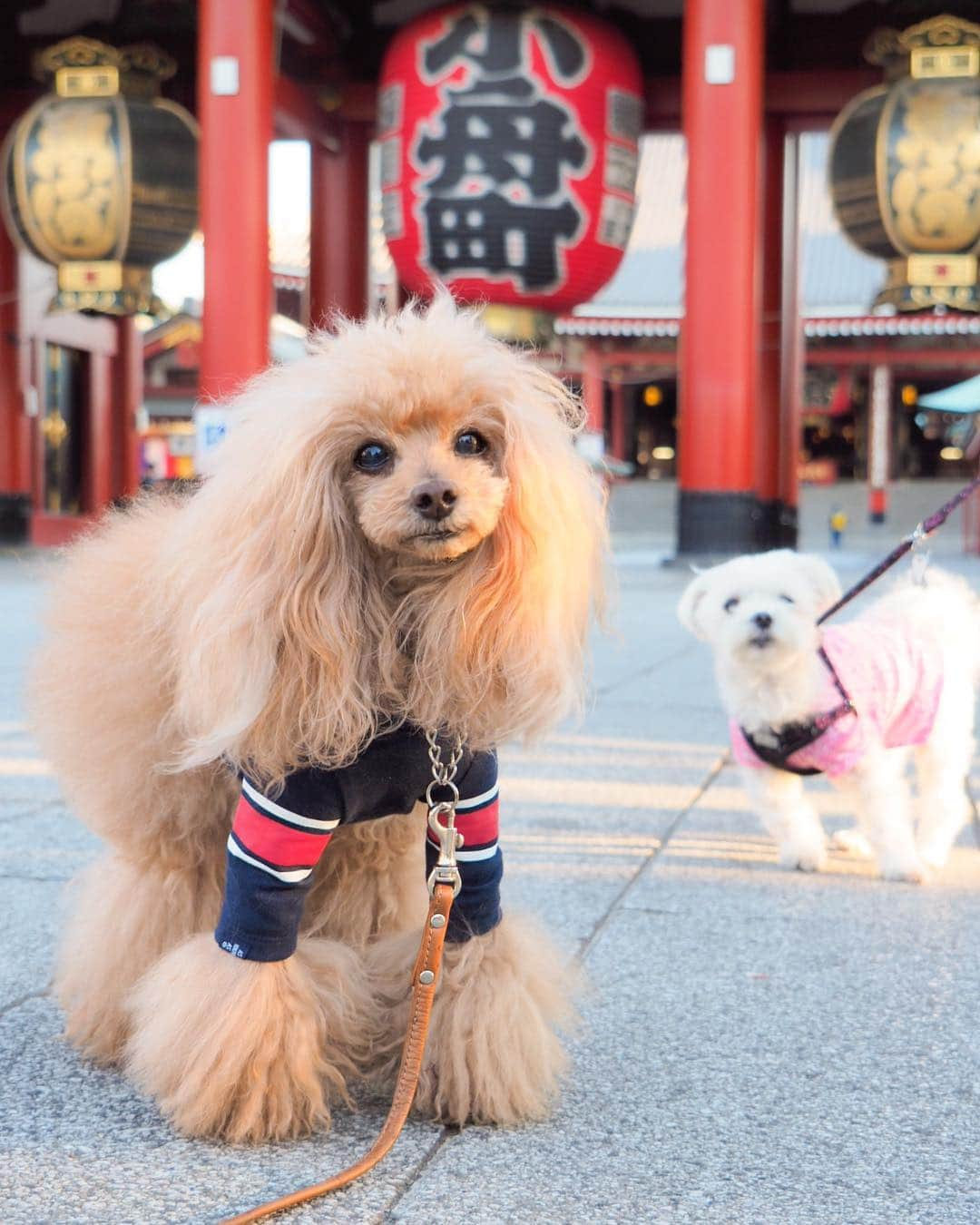 Toypoodle Mikuru?Asakusa Tokyoのインスタグラム