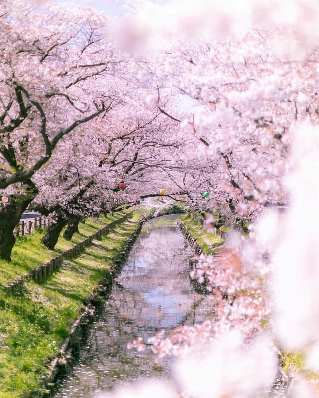 はなまっぷ❁日本の花風景さんのインスタグラム写真 - (はなまっぷ❁日本の花風景Instagram)「🍃🌸はなまっぷ平成最後の桜まつり🌸🍃 * @hoku_x2 さんの 平成の桜に花まるを💮 * 平成を彩る日本の美しい桜をありがとうございます😊🌸🍃 * 東京  #昭和記念公園 Showa memorial park, Tokyo 埼玉  #新河岸川 Kawagoe, Saitama Pref. * 見頃を過ぎている場所もご紹介しています。 お出かけの際はHP等で最新の情報をご確認くださいね🙏🌸🍃 * 🌸•••🍃•••🌸•••🍃•••🌸•••🍃•••🌸 * 🌸桜まつり概要🌸 * 期間:平成最後の日まで タグ:#はなまっぷ * #はなまっぷ  のタグの中から、桜のお写真をどんどんご紹介させていただきます。期間中はランダムに、複数枚投稿でもご紹介させていただく場合がございます。 * #桜#sakura#花見#さくら#日本#春#花#平成最後の#満開#チューリップ * 🌸•••🍃•••🌸•••🍃•••🌸•••🍃•••🌸 * はなまっぷより * 💌LINEスタンプ「はなまっぷちゃん」絶賛発売中！みなさんのLINEにも花まるを💮 💌はなまっぷ本、Amazonや全国の書店さんで満開です！ぜひお手にとっていただけると嬉しいです🌸 * LINEスタンプ、はなまっぷ本は、プロフ欄記載のTwitterアカウントよりご確認ください。 * 🌸•••🍃•••🌸•••🍃•••🌸•••🍃•••🌸 *」4月16日 8時14分 - hanamap