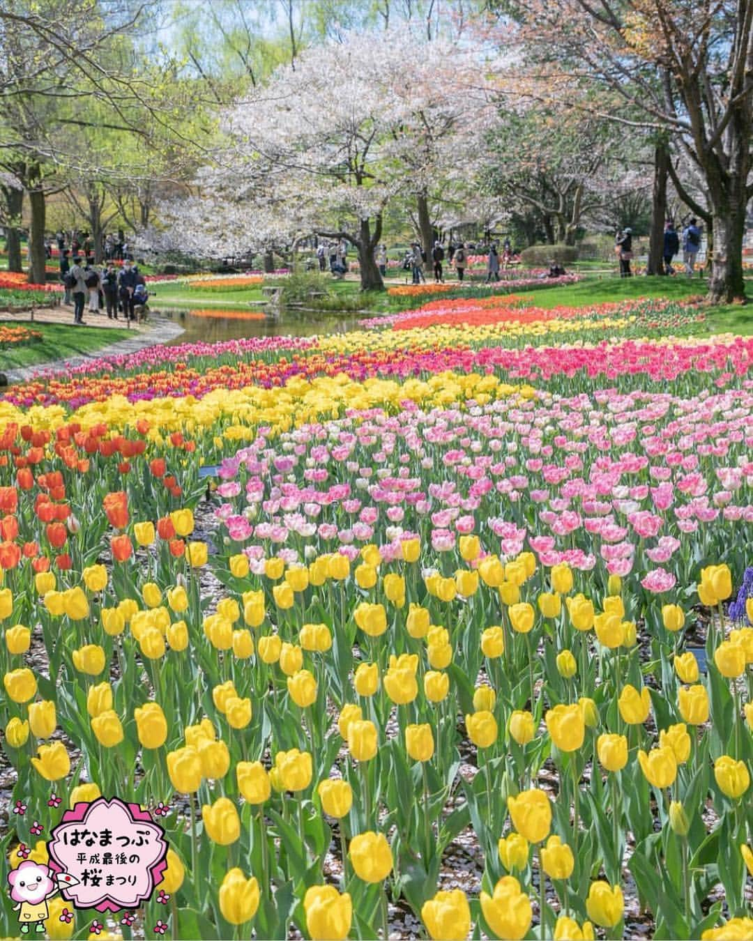 はなまっぷ❁日本の花風景さんのインスタグラム写真 - (はなまっぷ❁日本の花風景Instagram)「🍃🌸はなまっぷ平成最後の桜まつり🌸🍃 * @hoku_x2 さんの 平成の桜に花まるを💮 * 平成を彩る日本の美しい桜をありがとうございます😊🌸🍃 * 東京  #昭和記念公園 Showa memorial park, Tokyo 埼玉  #新河岸川 Kawagoe, Saitama Pref. * 見頃を過ぎている場所もご紹介しています。 お出かけの際はHP等で最新の情報をご確認くださいね🙏🌸🍃 * 🌸•••🍃•••🌸•••🍃•••🌸•••🍃•••🌸 * 🌸桜まつり概要🌸 * 期間:平成最後の日まで タグ:#はなまっぷ * #はなまっぷ  のタグの中から、桜のお写真をどんどんご紹介させていただきます。期間中はランダムに、複数枚投稿でもご紹介させていただく場合がございます。 * #桜#sakura#花見#さくら#日本#春#花#平成最後の#満開#チューリップ * 🌸•••🍃•••🌸•••🍃•••🌸•••🍃•••🌸 * はなまっぷより * 💌LINEスタンプ「はなまっぷちゃん」絶賛発売中！みなさんのLINEにも花まるを💮 💌はなまっぷ本、Amazonや全国の書店さんで満開です！ぜひお手にとっていただけると嬉しいです🌸 * LINEスタンプ、はなまっぷ本は、プロフ欄記載のTwitterアカウントよりご確認ください。 * 🌸•••🍃•••🌸•••🍃•••🌸•••🍃•••🌸 *」4月16日 8時14分 - hanamap