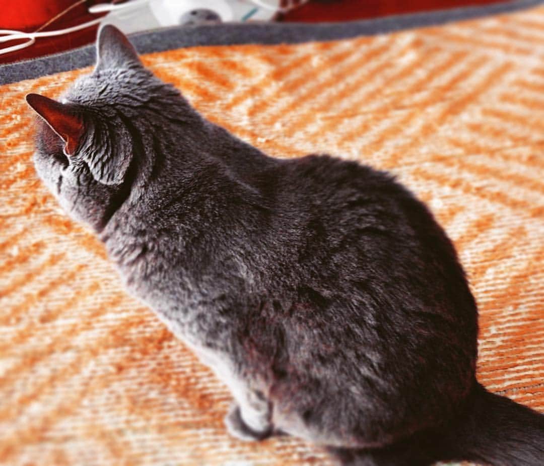 チキン南蛮カレーのルウ王子のグルメインスタ