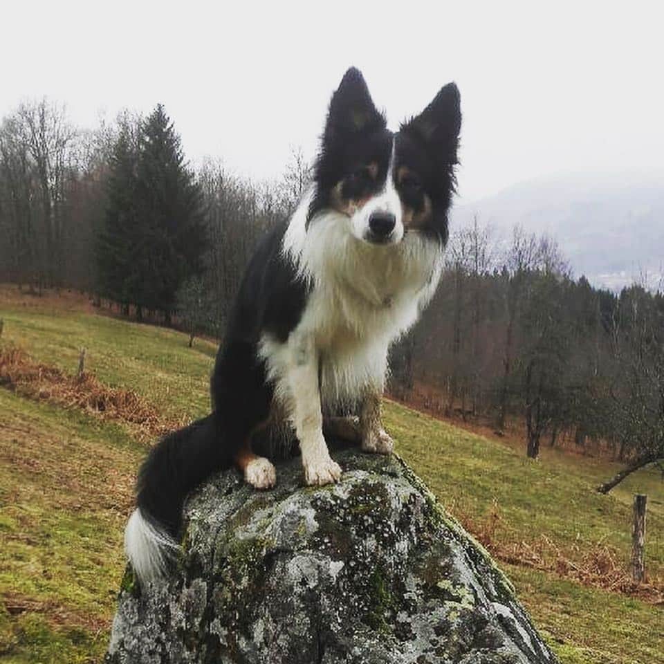 シモン・オクーのインスタグラム：「Mousse mousse dans la mousse 🍀🍁🌸 #bordercollie #perrito #winter #autumn #spring #airdechienbattu」