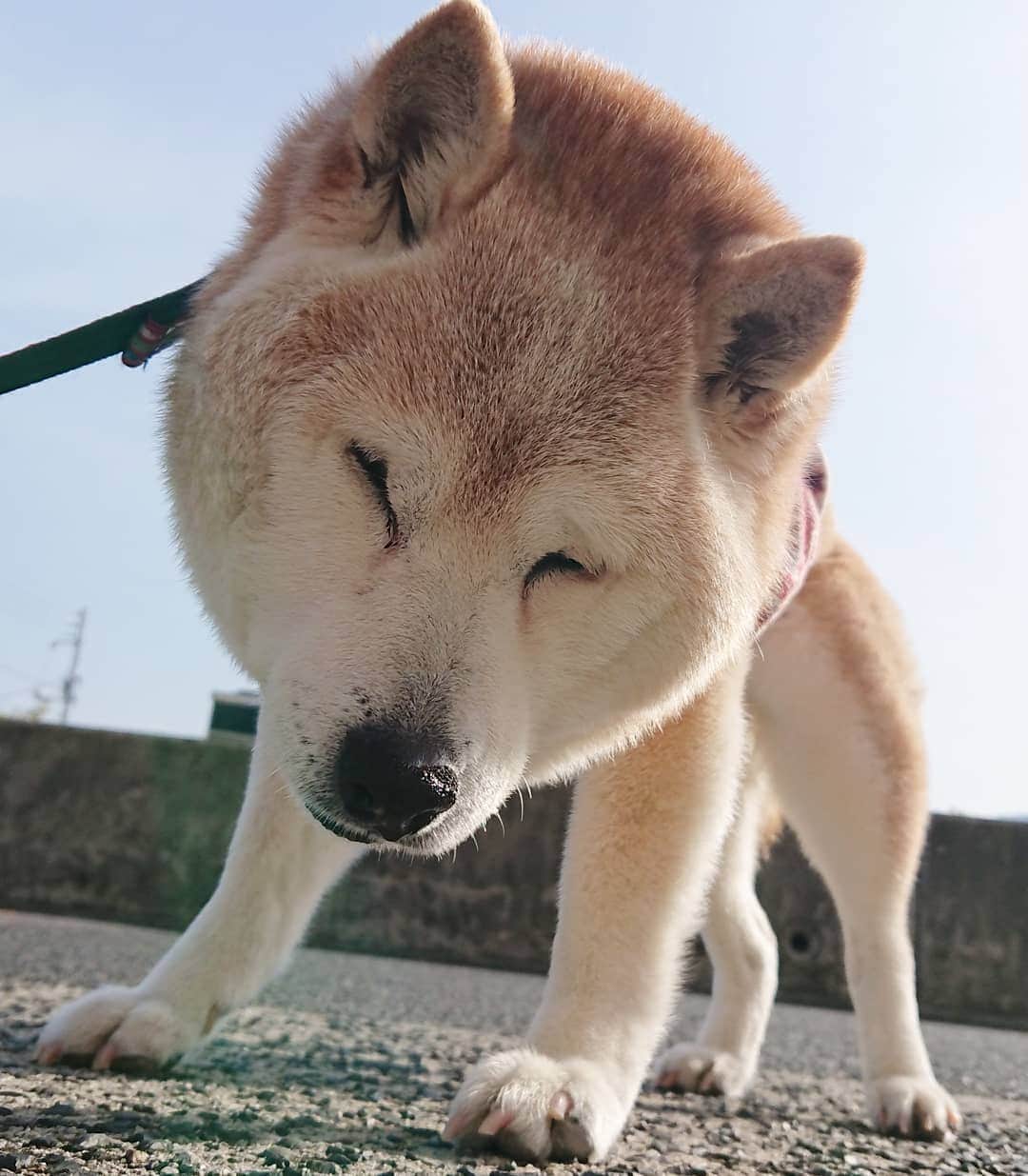 柴子さんのインスタグラム写真 - (柴子Instagram)「おはようございモフ。 今朝も絶賛モフモフしております。 #柴犬　#shibainu #shibastagram」4月16日 8時32分 - senogawadogs