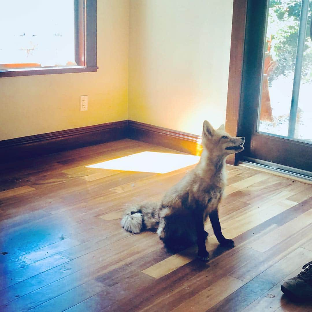 Rylaiさんのインスタグラム写真 - (RylaiInstagram)「Training A Fox Monday!! 🦊  Mikhail was the #rockstar today during his #training #session. We are still working on them coming to a designated place and waiting there.  Getting them there without the #treat is the #trick.  Mikhail walked in and went right to his station- saying... “Mikhail’s here and ready for #chicken!” . Viktor.... oh viktor... as usual, he comes running in and runs up@to Melissa and says “I’m here!!!!!!”!!!!! She greets him and then tells him station... he sees the chicken and runs right into the stool!!! #bonk right in his nose!!!! We laughed so hard!! He is so not graceful... after all, he isn’t named after a famous #russian #ballet #dancer, #mikhailbaryshnikov like Mikhail is!!!! . Maksa did okay, but was wildly clever today and very verbal!!! She wanted to do what she wanted to do - to get the chicken!! . The singer boys are working on their down command. #nicky is doing great, while #Stumpy turns himself into some twisted #yoga pose trying to not completely down!! He finally got there!!! . Everyone was super excited to see Melissa and maybe more so, the chicken!! . If anyone would like to Sponsor one of the #Ambassadors, you can do it by the month on our website!! Viktor has been spoken for for April.... Mikhail and Maksa are without any #love :( . #trainafox #trainingafoxmonday #animalbehavior  #russianfoxes #russiandomesticatedfoxes #saveafox #sponsorafox #lovefoxes #canines #canids #socal #sandiego #sdlocal #foxesofinstagram」4月16日 8時36分 - jabcecc