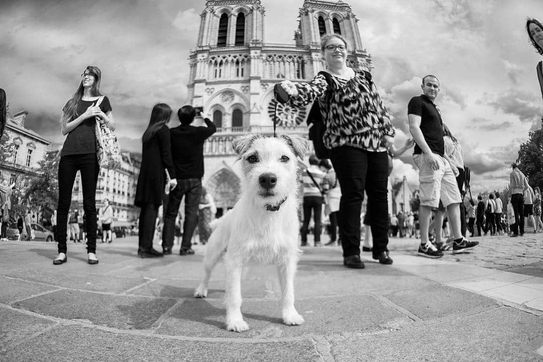 The Dogistさんのインスタグラム写真 - (The DogistInstagram)「Jack, Jack Russell Terrier (3 y/o), Cathédral Notre-Dame, Paris, France (August 19, 2015)」4月16日 8時44分 - thedogist