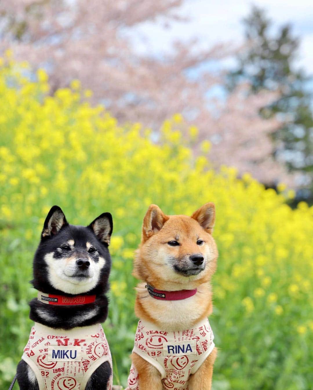 黒柴みくのグルメインスタ