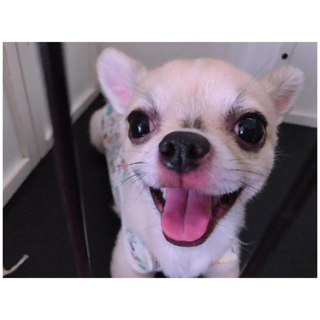 有明ゆなさんのインスタグラム写真 - (有明ゆなInstagram)「本日はろみさん(ﾟ∀ﾟ) . . . . #愛犬 #ちわわ #ちわわ大好き #ちわわ多頭飼い #ちわわちゃん #ちわすたぐらむ #チワワ #チワワちゃん #チワワラブ #チワワ画像 #いけめん #イケメン #ぶちゃ」4月16日 9時06分 - ariake_yuna