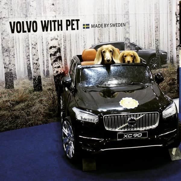 くるみんのインスタグラム：「* インターペット2019にて  Volvoさんのブースで カッコイイ車に乗ってドライブ🚗💨 * #ミニチュアダックス #ミニチュアダックスフント #ミニチュアダックスフンド #イザベラ #イザベラタン #カニンヘンダックスフント #カニンヘンダックスフンド #カニンヘンダックス #カニンヘン #チョコタン #チョコタンダックス #ダックスフンド #ダックス多頭飼い #ダックス #ダックスフント #ボルボ #volvo #インターペット2019 #インターペット #わんこなしでは生きていけません会 #ワンコなしでは生きて行けません会 #いぬばか部 #いぬすたぐらむ #短足部 #dachshund #dogstagram #east_dog_japan #instagramdogs #instadachs #7pets_1day」