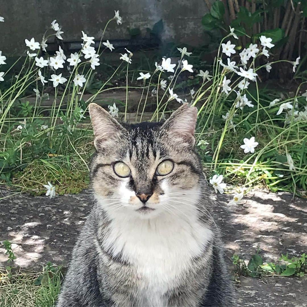 山田稔明さんのインスタグラム写真 - (山田稔明Instagram)「ママンモーニング #チミママ」4月16日 9時22分 - toshiakiyamada