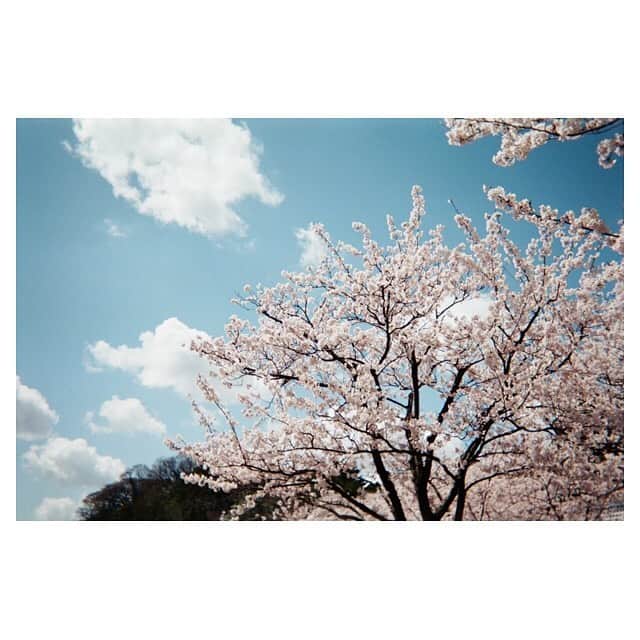 江嶋綾恵梨さんのインスタグラム写真 - (江嶋綾恵梨Instagram)「平成最後の桜たち。🌸 1枚目は、今日現像してきた写ルンですの写真。☺︎ #photography #photo #えじカメラ #写ルンです #film #桜」4月16日 0時37分 - aeringoooo