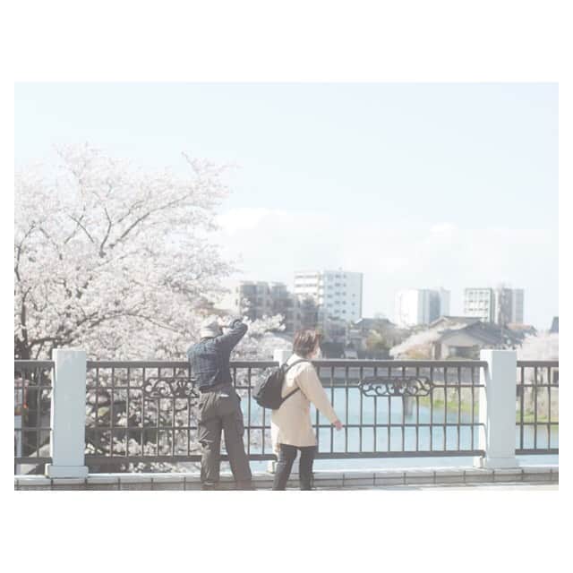 江嶋綾恵梨さんのインスタグラム写真 - (江嶋綾恵梨Instagram)「平成最後の桜たち。🌸 1枚目は、今日現像してきた写ルンですの写真。☺︎ #photography #photo #えじカメラ #写ルンです #film #桜」4月16日 0時37分 - aeringoooo