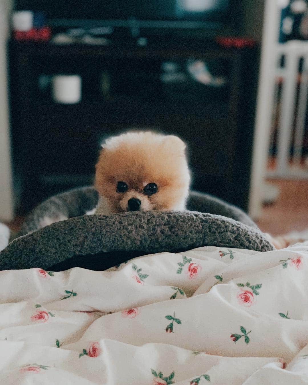 r_oseのインスタグラム：「Hello 🐹〰️」