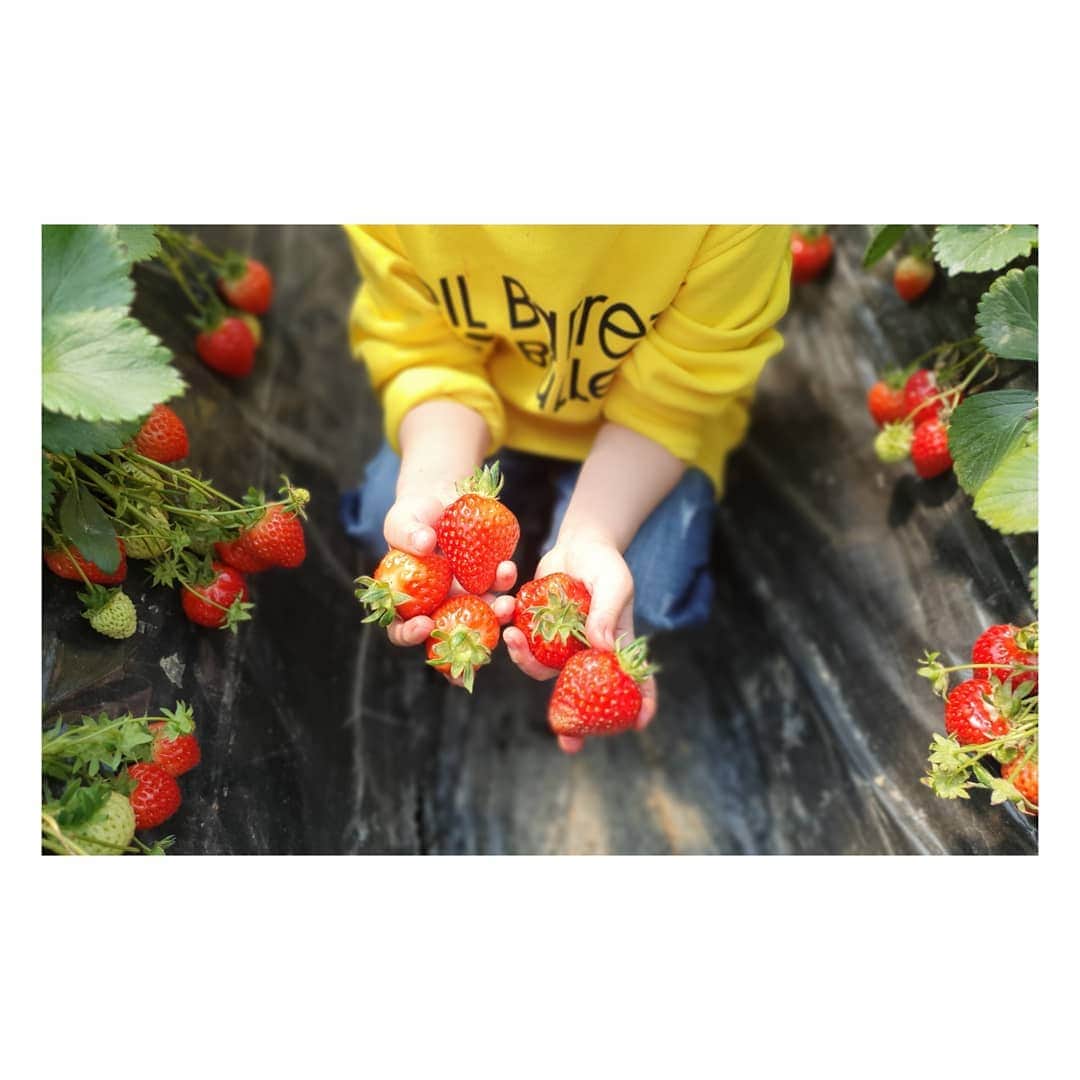 ソ・ユジンさんのインスタグラム写真 - (ソ・ユジンInstagram)「#딸기체험 ^^ 🍓🍓#남양주」4月16日 0時46分 - yujin_so