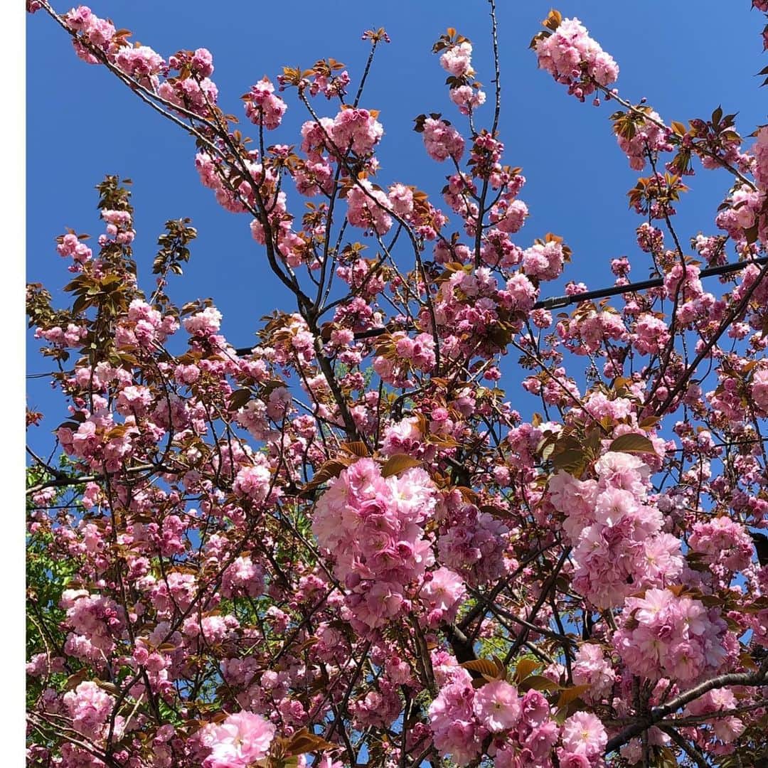 小泉エリのインスタグラム：「‪今更ながらお花見をしました🌸‬ ‪テイクアウトでハンバーガーを買ってベンチで食べただけのお花見ですが😊‬ ‪ソメイヨシノも好きですがこのおはぎみたいな桜がお気に入りです🍔‬ #桜 #お花見」