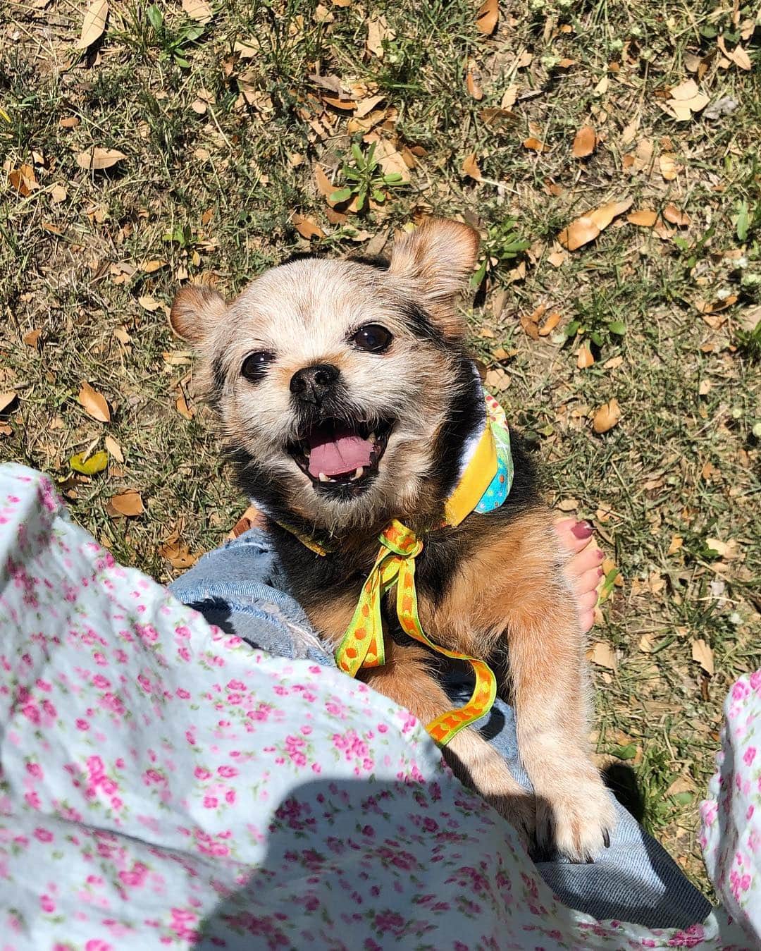 サマンサ・ドロークのインスタグラム：「Bubba had the BEST day yesterday! He played with 3 pups, swam in the river with his (human) cousins, easter egg hunted, and got to be a country dog for the day! 🐶❤️ #mybabyboy」