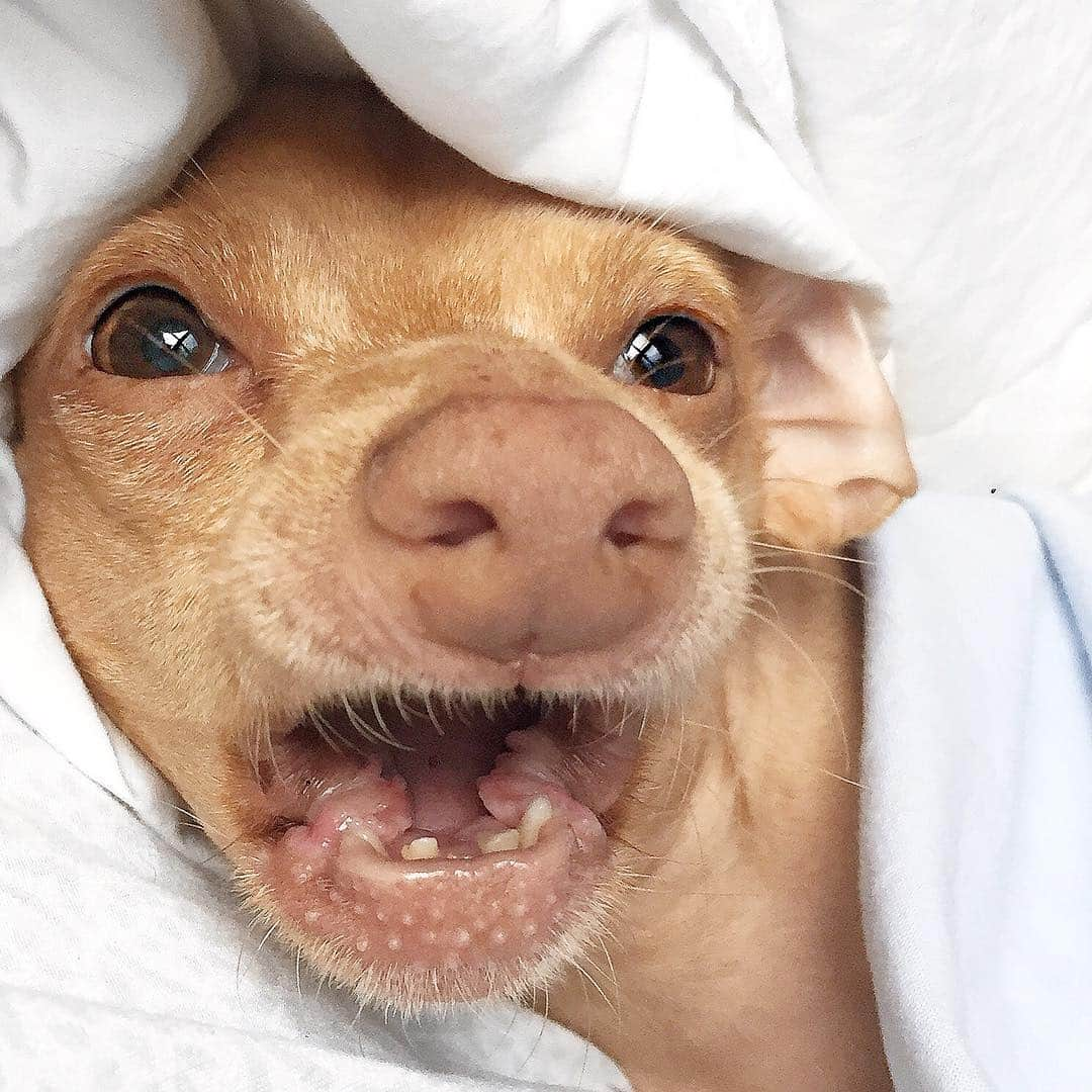 Tuna {breed:chiweenie} さんのインスタグラム写真 - (Tuna {breed:chiweenie} Instagram)「Good grief, man. Good morning to you too. 🙄 #notamorningperson #grumpelstiltskin #raar」4月16日 0時53分 - tunameltsmyheart