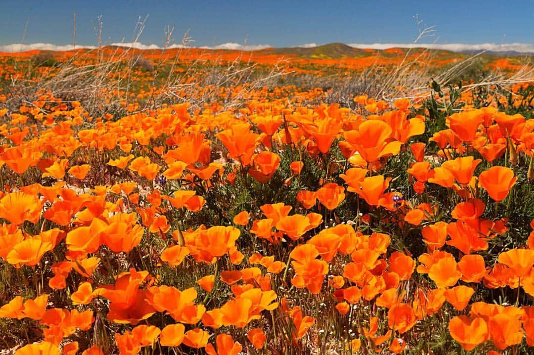 National Geographic Travelさんのインスタグラム写真 - (National Geographic TravelInstagram)「Photo by @gerdludwig | Spring’s “super bloom” in southern California, caused by higher-than-normal rainfall in late winter, has caused an explosion of wildflowers in many areas, like this one in Antelope Valley. The blooms (which include California poppies, Desert Dandelion, Sand Verbena, Evening Primrose and others) have covered some areas in more flowers than reportedly seen in the past hundred years. See more images from California’s super bloom at @gerdludwig. #California #AntelopeValley #superbloom #poppies」4月16日 1時02分 - natgeotravel