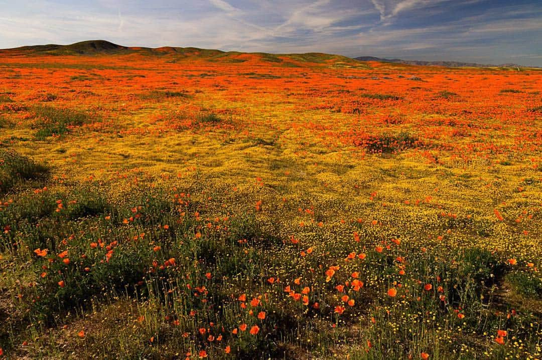 National Geographic Travelさんのインスタグラム写真 - (National Geographic TravelInstagram)「Photo by @gerdludwig | Spring’s “super bloom” in southern California, caused by higher-than-normal rainfall in late winter, has caused an explosion of wildflowers in many areas, like this one in Antelope Valley. The blooms (which include California poppies, Desert Dandelion, Sand Verbena, Evening Primrose and others) have covered some areas in more flowers than reportedly seen in the past hundred years. See more images from California’s super bloom at @gerdludwig. #California #AntelopeValley #superbloom #poppies」4月16日 1時02分 - natgeotravel