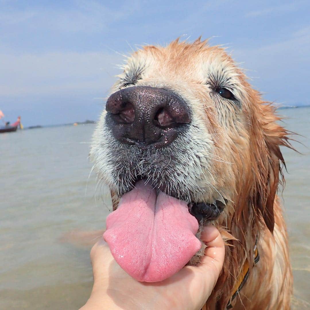 tamatamagoさんのインスタグラム写真 - (tamatamagoInstagram)「①疲れたでしゅ〜😑 ②うそでーしゅ😝 . . Lanta island . . 2019/04/15  #ゴールデンレトリバー  #レトリバー #大型犬 #ビーチ #タイ #わんこのいる生活 #わんことお出かけ #わんこのいる暮らし #ゴールデンレトリバーのいる生活 #dogstagram #dogsofinstagram #thailand #beach #lantaisland #krabi #kohlanta #goldenretriever #retriever #goldenretrieversrule #goldenretrieversofig #ilovegolden_retrievers」4月16日 1時09分 - tamatamago