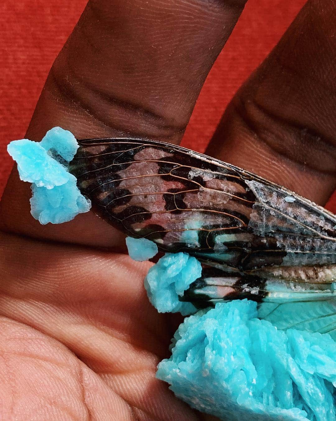 Paul Octaviousさんのインスタグラム写真 - (Paul OctaviousInstagram)「My first crystallized cicada from @tylerthrasherart and I’m in love with the beauty. Took about 3 months for the crystals to grow on the insect.  As my mom washed the bell jar for me to put this in she looked at me and said ”You’re my weirdest child. Love you” 😵❤️ *Swipe to see a more detailed look at the wings.」4月16日 1時20分 - pauloctavious