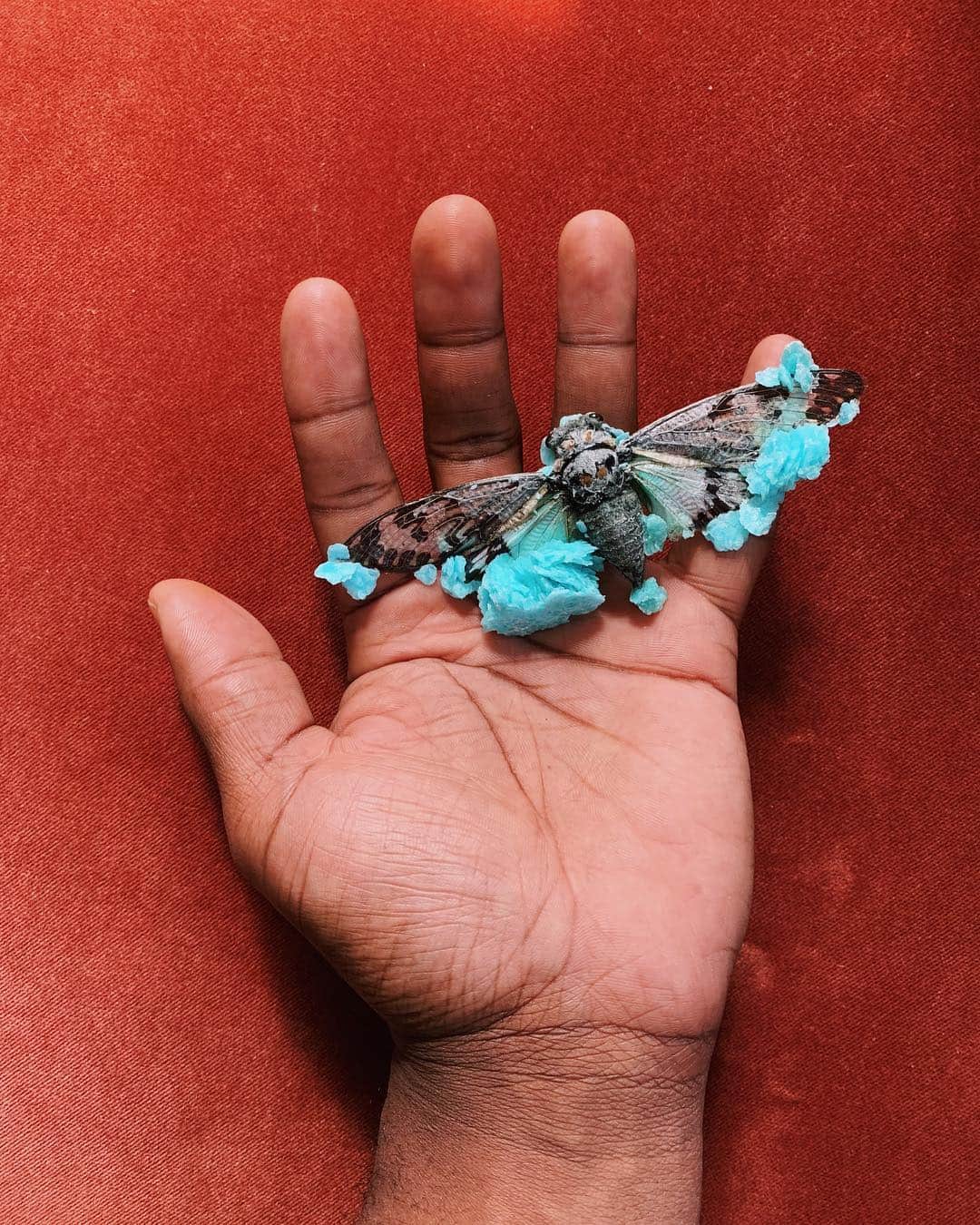Paul Octaviousのインスタグラム：「My first crystallized cicada from @tylerthrasherart and I’m in love with the beauty. Took about 3 months for the crystals to grow on the insect.  As my mom washed the bell jar for me to put this in she looked at me and said ”You’re my weirdest child. Love you” 😵❤️ *Swipe to see a more detailed look at the wings.」