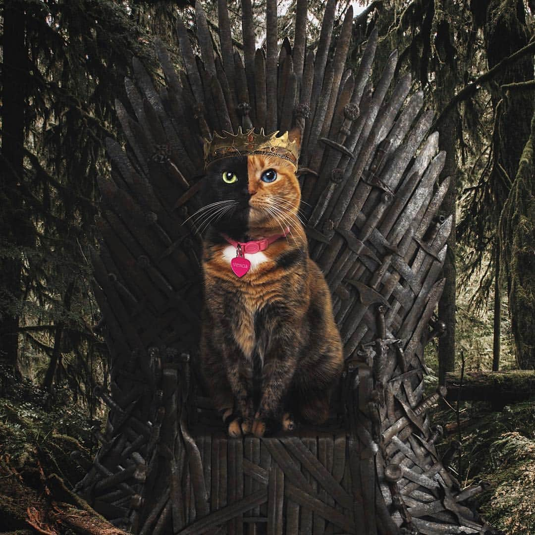 Venus Cat さんのインスタグラム写真 - (Venus Cat Instagram)「Spoiler Alert: Queen Cersei may be two faced but look who has overthrown her and now purroudly sits on the throne! 😹👑 Add your own clever captions in the comments for a chance to be mentioned in stories!  Edit by: @ditpict  #gameofthrones #got #forthethrone #queenvenus」4月16日 1時33分 - venustwofacecat