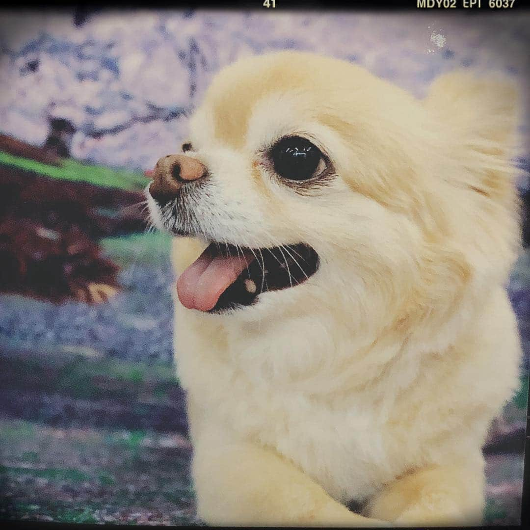 HISASHIさんのインスタグラム写真 - (HISASHIInstagram)「花見はいいよな〜♪スポーツドリンキも良いよな〜♪なー！ #chihuahua #qoo」4月16日 1時33分 - hisashix