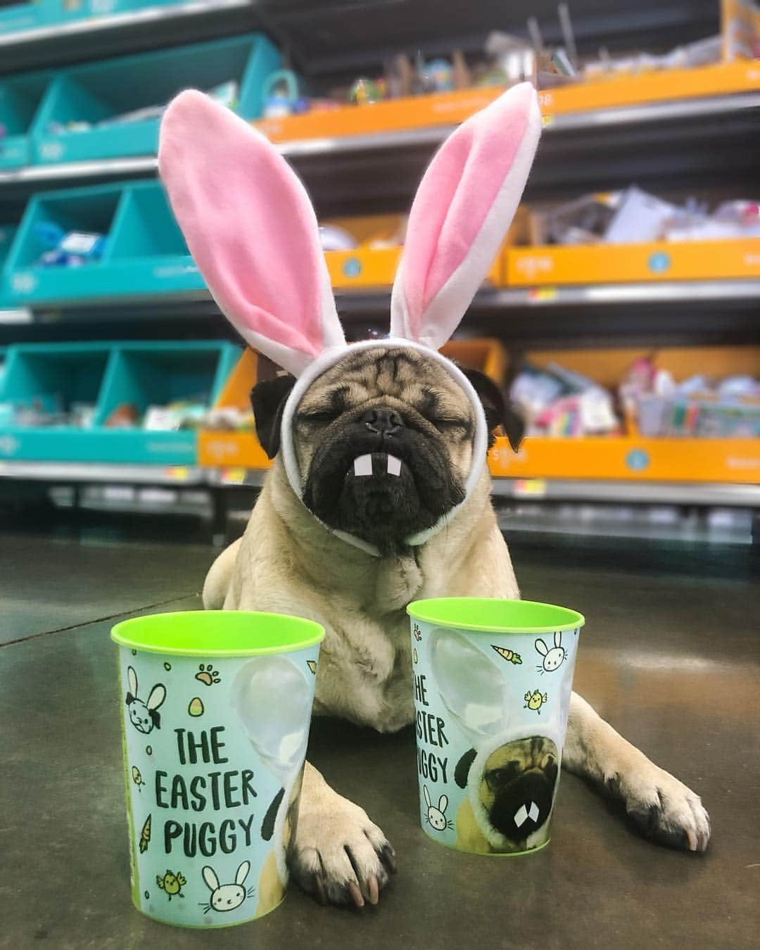 itsdougthepugさんのインスタグラム写真 - (itsdougthepugInstagram)「“Somebunny is ready for Easter” -Doug • U can now find my Easter cups at ur local @walmart! Limited quantities available so they may sell out 🐰 If u find them tag me in a pic and I’ll repost on my stories!」4月16日 1時47分 - itsdougthepug