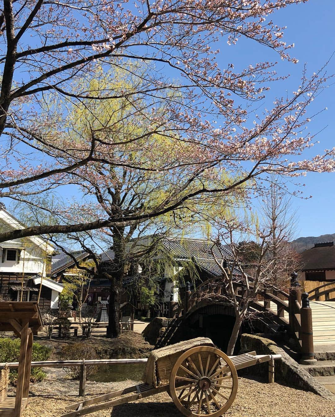 尾崎愛さんのインスタグラム写真 - (尾崎愛Instagram)「「日光江戸村」、今は「江戸ワンダーランド日光江戸村」というんですね！写真ではまだ咲いてないけど、お花見のイベントでした🌸花見弁当がキレイ🍡✨ 今度はゆっくり回ってみたいな🤗 #江戸ワンダーランド #江戸ワンダーランド日光江戸村 #日光江戸村 #日光 #花見 #花見弁当 #弁当 #桜 #美味しい #グルメ #japan #nikko #edowonderland #travel #trip #lunchbox #food #photooftheday」4月16日 2時13分 - aiozaki0422