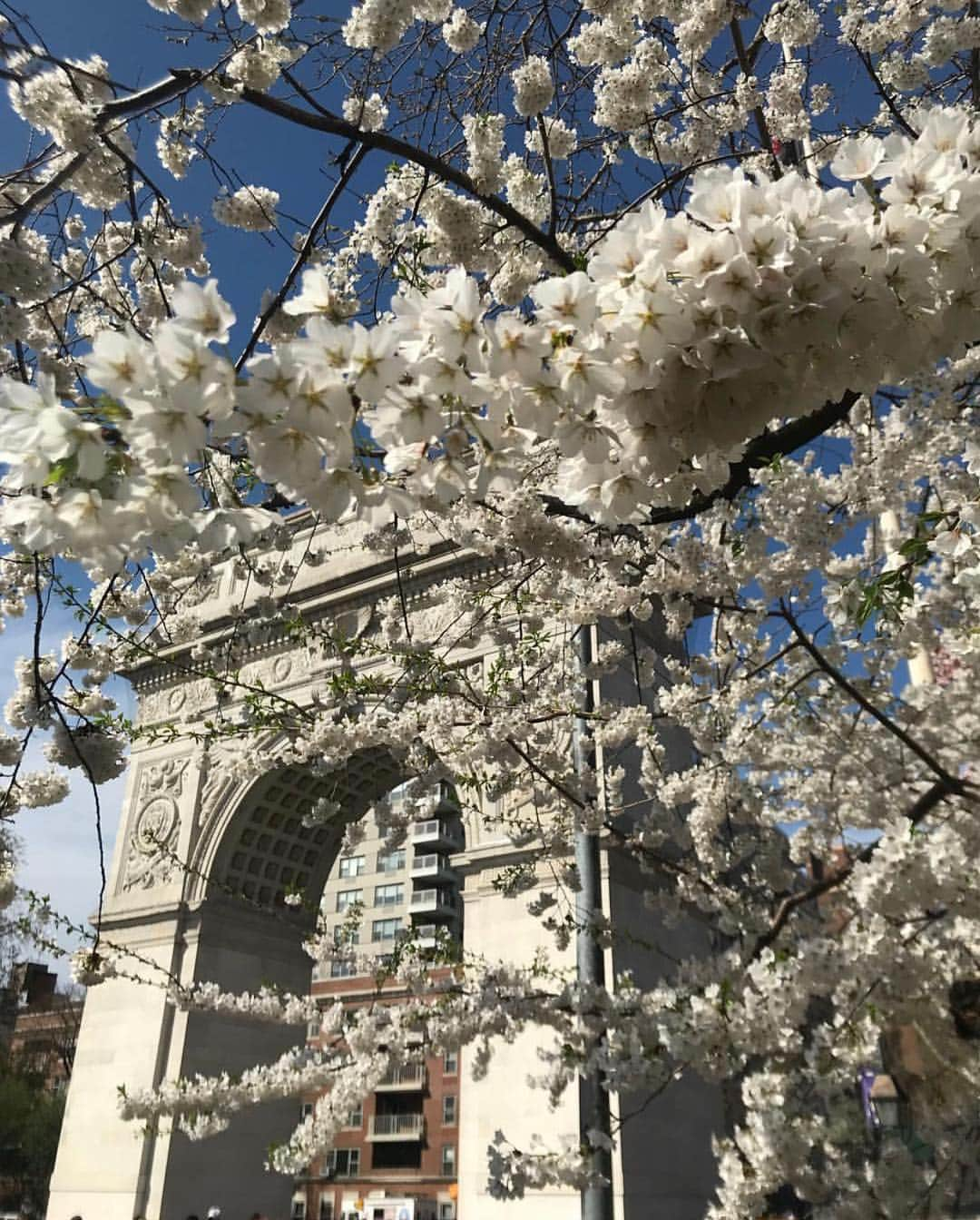 ボンド・ナンバーナインさんのインスタグラム写真 - (ボンド・ナンバーナインInstagram)「White flowers set against the Washington Square Park arch in Greenwich Village, the inspiration behind our namesake scent. Via @guestofaguest  #bondno9 #bondno9ny #newyork #newyorkcity #nyc #washingtonsquarepark #washingtonsquare #greenwichvillage #spring #fragrance #perfume #love」4月16日 2時06分 - bondno9ny