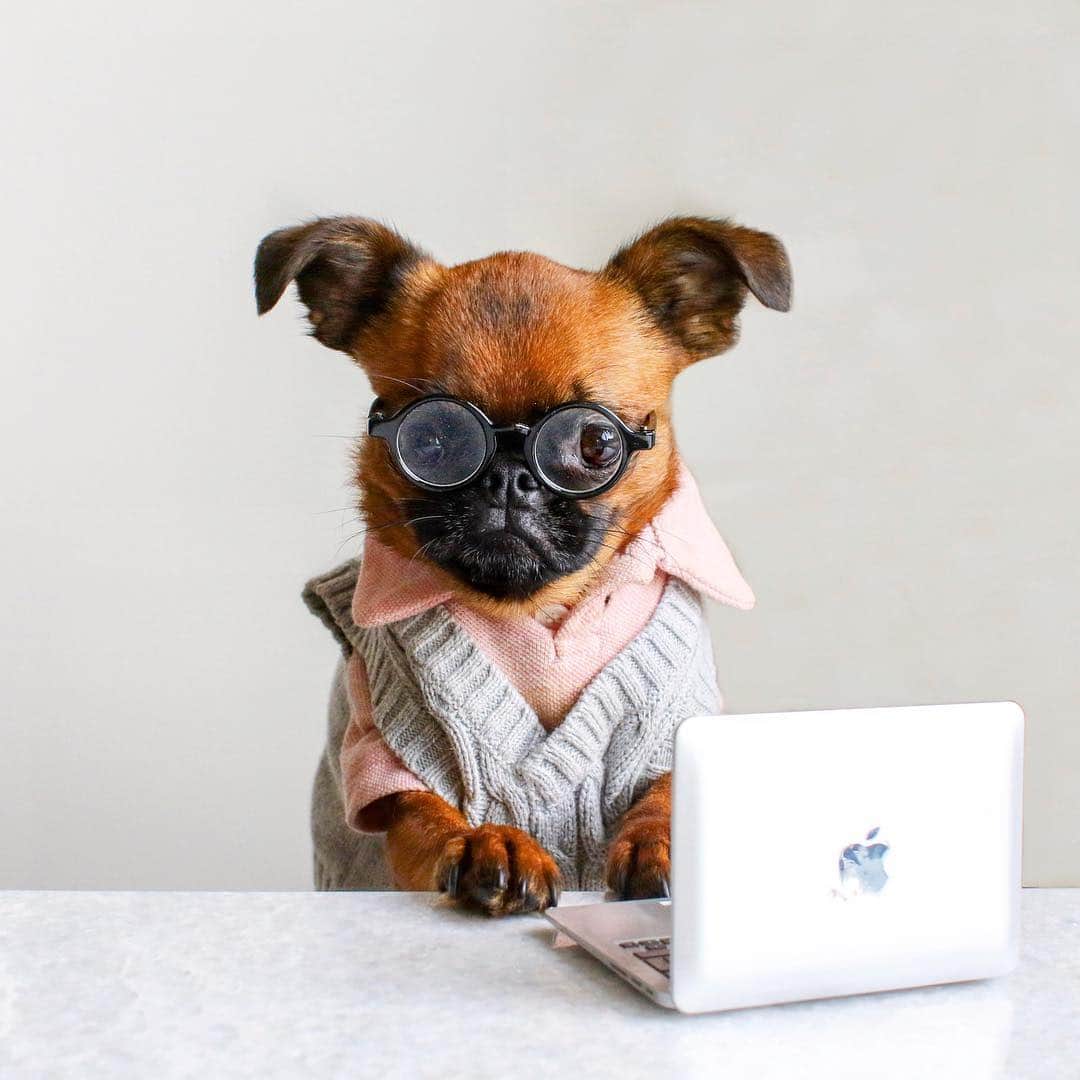 DogsOf Instagramさんのインスタグラム写真 - (DogsOf InstagramInstagram)「“Have you done your taxes yet?” writes @brussels.sprout  #dogsofinstagram」4月16日 2時07分 - dogsofinstagram