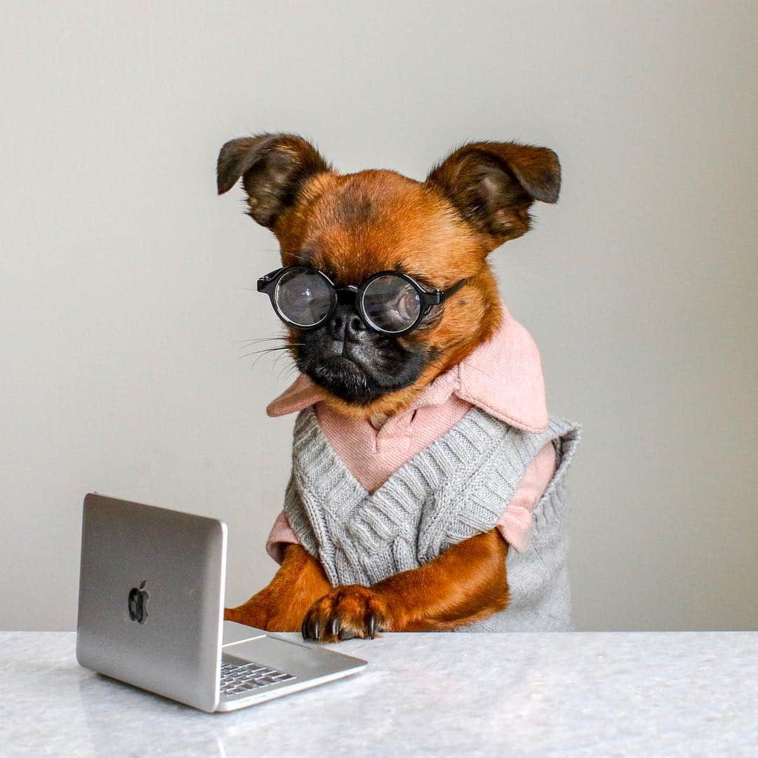 DogsOf Instagramのインスタグラム：「“Have you done your taxes yet?” writes @brussels.sprout  #dogsofinstagram」