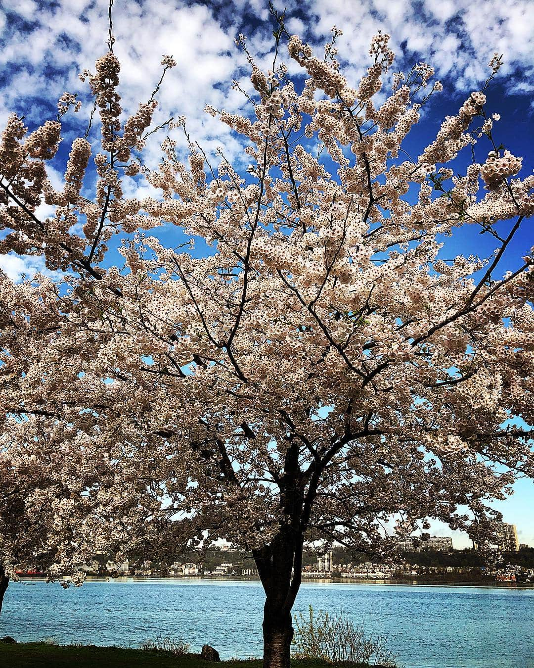 ラファエル・スバージさんのインスタグラム写真 - (ラファエル・スバージInstagram)「#spring !」4月16日 2時38分 - raphaelsbarge