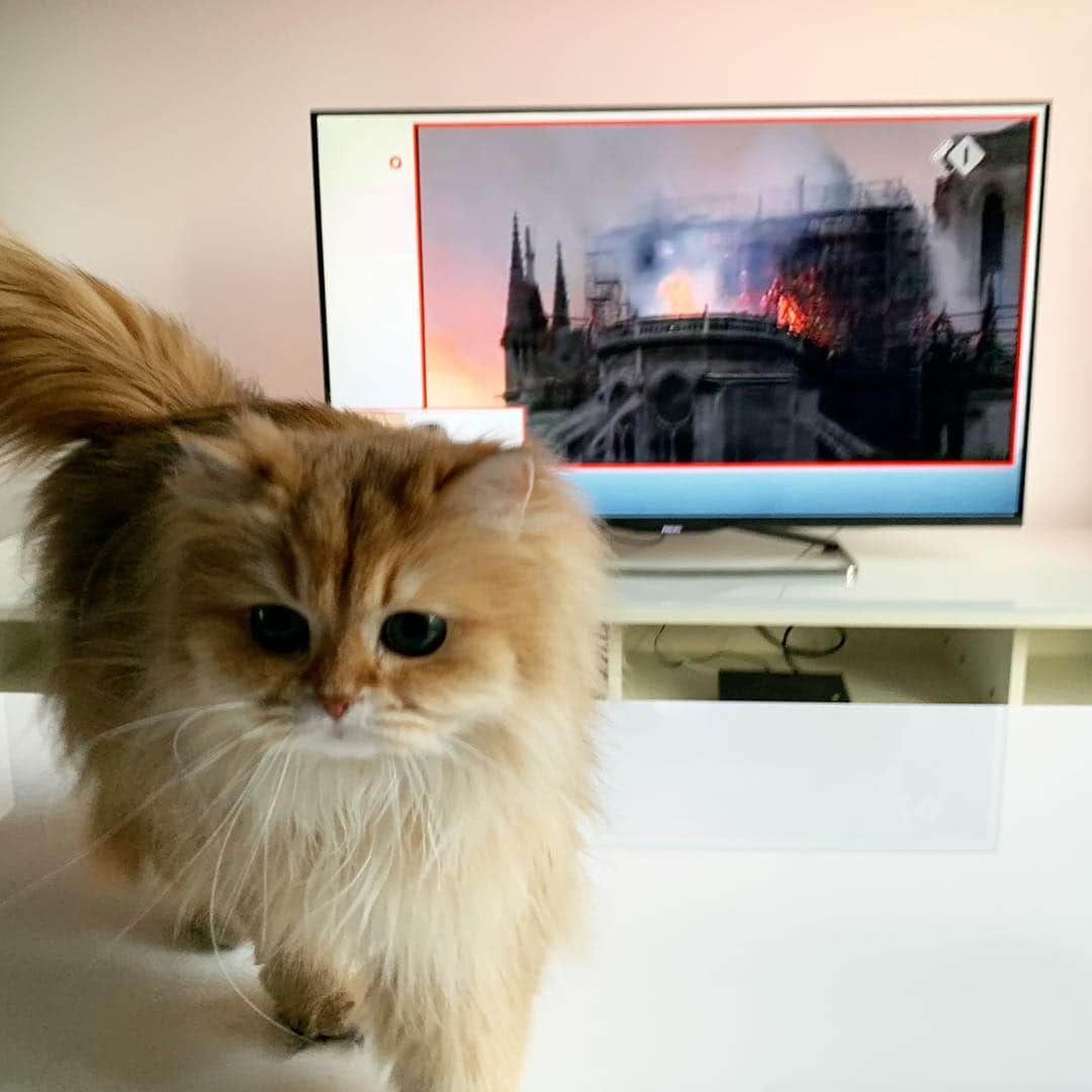 Smoothieさんのインスタグラム写真 - (SmoothieInstagram)「How horrible to see the Notre Dame of Paris in flames! A cultural tragedy. 😞」4月16日 3時19分 - smoothiethecat