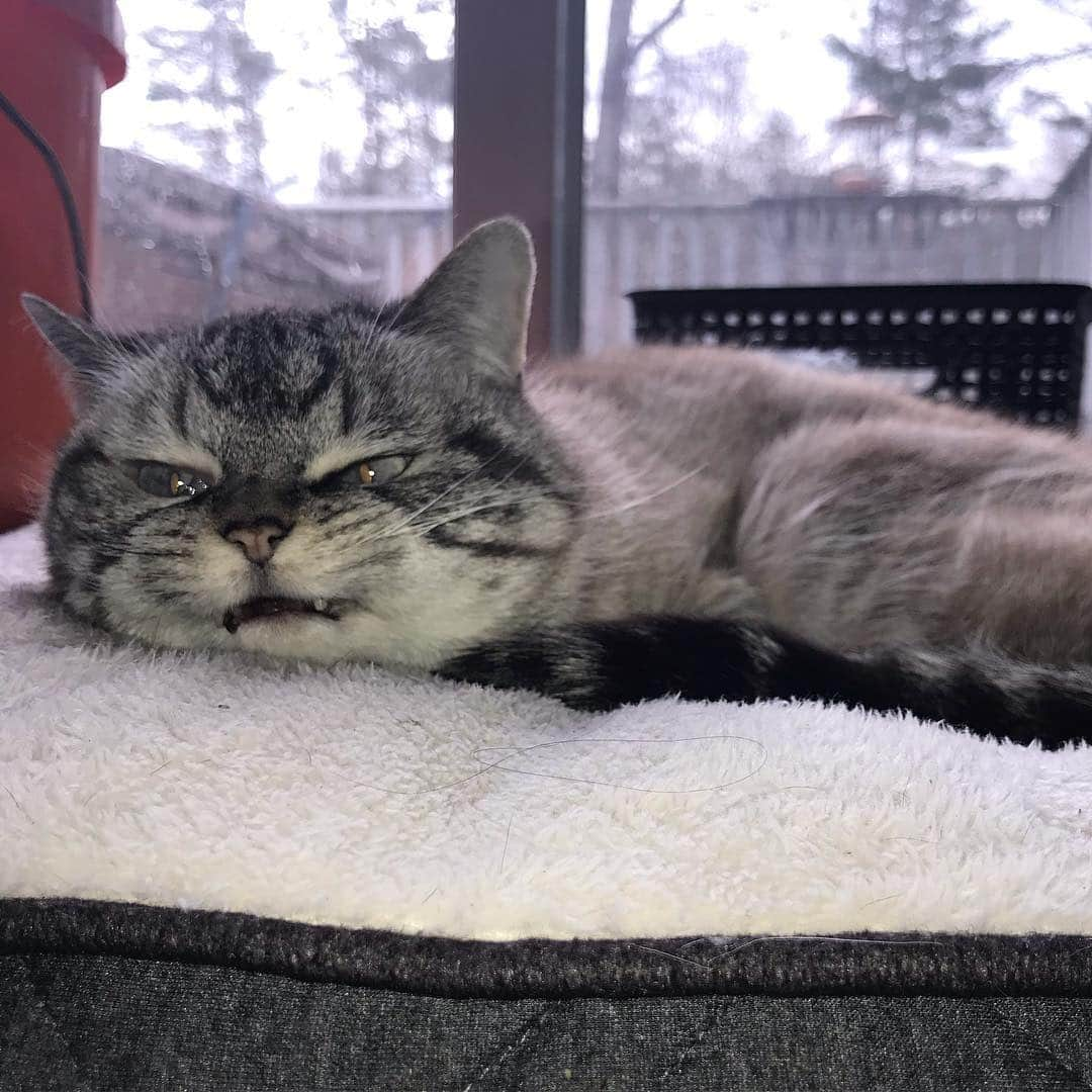 Lokiさんのインスタグラム写真 - (LokiInstagram)「The face you make when you’ve stolen the dogs bed 😼😼#devious #catsofinstagram #cats #kitty #vampire #fangs」4月16日 3時20分 - loki_kitteh