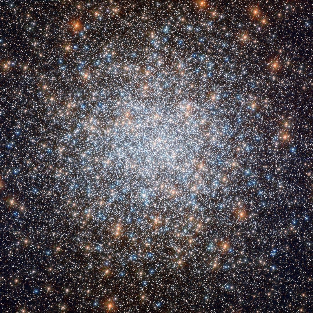 NASAさんのインスタグラム写真 - (NASAInstagram)「Globular clusters are inherently beautiful objects, but the subject of this @NASAHubble image, Messier 3, is commonly acknowledged to be one of the most beautiful of them all.  Containing an incredible half-million stars, this 8-billion-year-old cosmic bauble is one of the largest and brightest globular clusters ever discovered. However, what makes Messier 3 extra special is its unusually large population of variable stars — stars that fluctuate in brightness over time. New variable stars continue to be discovered in this sparkling stellar nest to this day, but so far we know of 274, the highest number found in any globular cluster by far. At least 170 of these are of a special variety called RR Lyrae variables, which pulse with a period directly related to their intrinsic brightness. If astronomers know how bright a star truly is based on its mass and classification, and they know how bright it appears to be from our viewpoint here on Earth, they can thus work out its distance from us. For this reason, RR Lyrae stars are known as standard candles — objects of known luminosity whose distance and position can be used to help us understand more about vast celestial distances and the scale of the cosmos.  Messier 3 also contains a relatively high number of so-called blue stragglers, which are shown quite clearly in this Hubble image. These are blue main sequence stars that appear to be young because they are bluer and more luminous than other stars in the cluster. As all stars in globular clusters are believed to have formed together and thus to be roughly the same age, only a difference in mass can give these stars a different color. A red, old star can appear bluer when it acquires more mass, for instance by stripping it from a nearby star. The extra mass changes it into a bluer star, which makes us think it is younger than it really is.  Credit: ESA/Hubble & NASA, G. Piotto et al. #nasagoddard #space #science #galaxy #sky」4月16日 3時50分 - nasagoddard