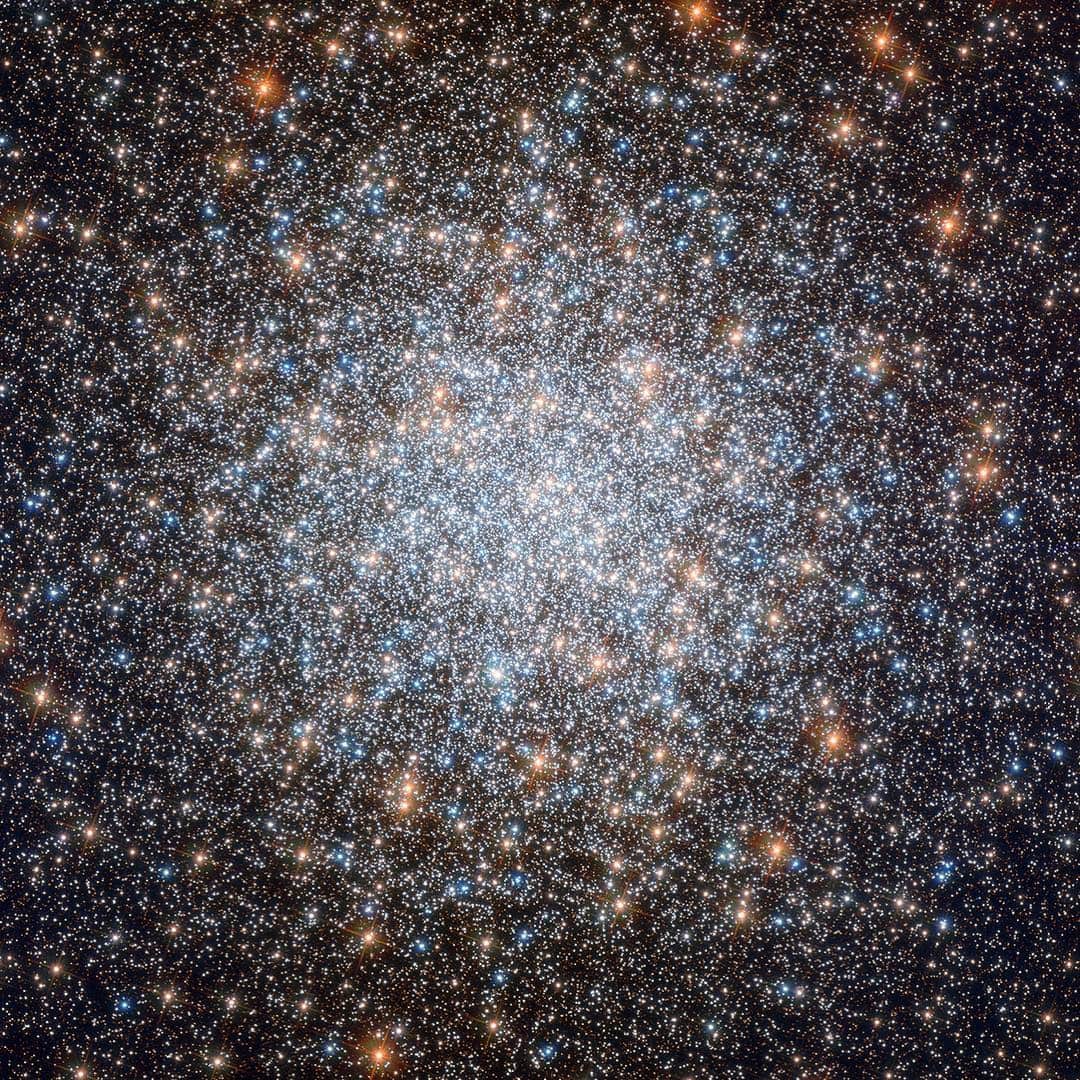 のインスタグラム：「Globular clusters are inherently beautiful objects, but the subject of this @NASAHubble image, Messier 3, is commonly acknowledged to be one of the most beautiful of them all.  Containing an incredible half-million stars, this 8-billion-year-old cosmic bauble is one of the largest and brightest globular clusters ever discovered. However, what makes Messier 3 extra special is its unusually large population of variable stars — stars that fluctuate in brightness over time. New variable stars continue to be discovered in this sparkling stellar nest to this day, but so far we know of 274, the highest number found in any globular cluster by far. At least 170 of these are of a special variety called RR Lyrae variables, which pulse with a period directly related to their intrinsic brightness. If astronomers know how bright a star truly is based on its mass and classification, and they know how bright it appears to be from our viewpoint here on Earth, they can thus work out its distance from us. For this reason, RR Lyrae stars are known as standard candles — objects of known luminosity whose distance and position can be used to help us understand more about vast celestial distances and the scale of the cosmos.  Messier 3 also contains a relatively high number of so-called blue stragglers, which are shown quite clearly in this Hubble image. These are blue main sequence stars that appear to be young because they are bluer and more luminous than other stars in the cluster. As all stars in globular clusters are believed to have formed together and thus to be roughly the same age, only a difference in mass can give these stars a different color. A red, old star can appear bluer when it acquires more mass, for instance by stripping it from a nearby star. The extra mass changes it into a bluer star, which makes us think it is younger than it really is.  Credit: ESA/Hubble & NASA, G. Piotto et al. #nasagoddard #space #science #galaxy #sky」