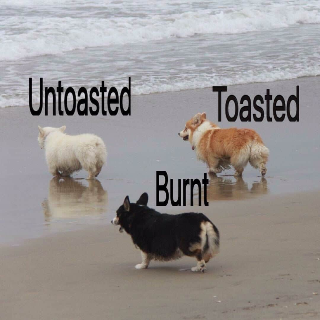 9GAGさんのインスタグラム写真 - (9GAGInstagram)「How do you like your marshmallow? By @winstonthewhitecorgi @norithecorgi @twosillycorgis - @barked #corgi #toasted #marshmallow #9gag」4月16日 4時00分 - 9gag