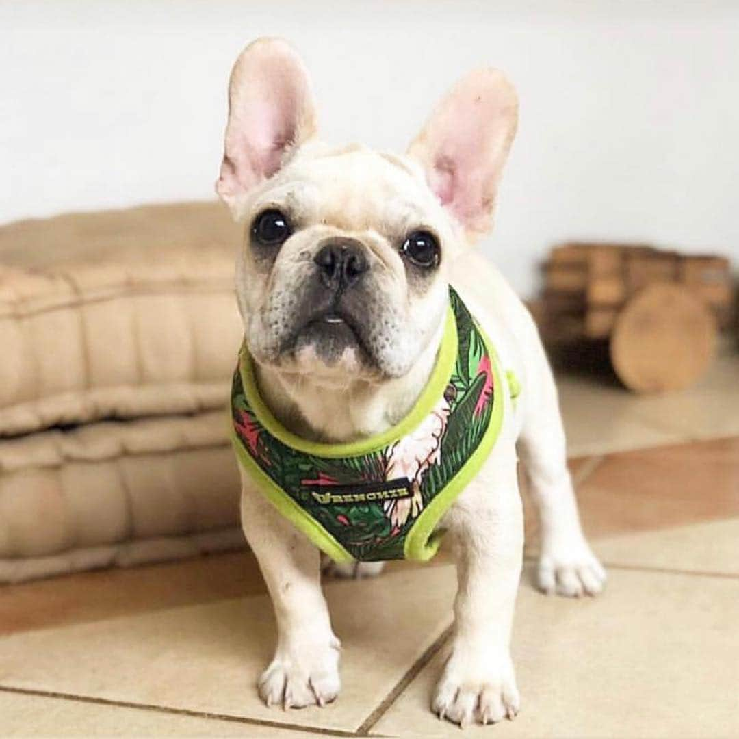 Regeneratti&Oliveira Kennelさんのインスタグラム写真 - (Regeneratti&Oliveira KennelInstagram)「@frenchie_bulldog Harnesses come in a size small for those tiny puppies and smaller breeds! Built for comfort and always in fashion🐾✨They ship worldwide 🌎 . . . . . .⠀ #frenchie #frenchieoftheday #frenchbull #fransebulldog #frenchbulldog #frenchiepuppy #puppy #puppylove #bully #bullyinstafeature #bulldogfrances #フレンチブルドッグ #フレンチブルドッグ #フレブル #helthefrenchie #frenchyfanatics #frenchiesgram #frenchbulldogsofinstagram #frenchiesoverload #ilovemyfrenchie #batpig #buhi」4月16日 4時02分 - jmarcoz