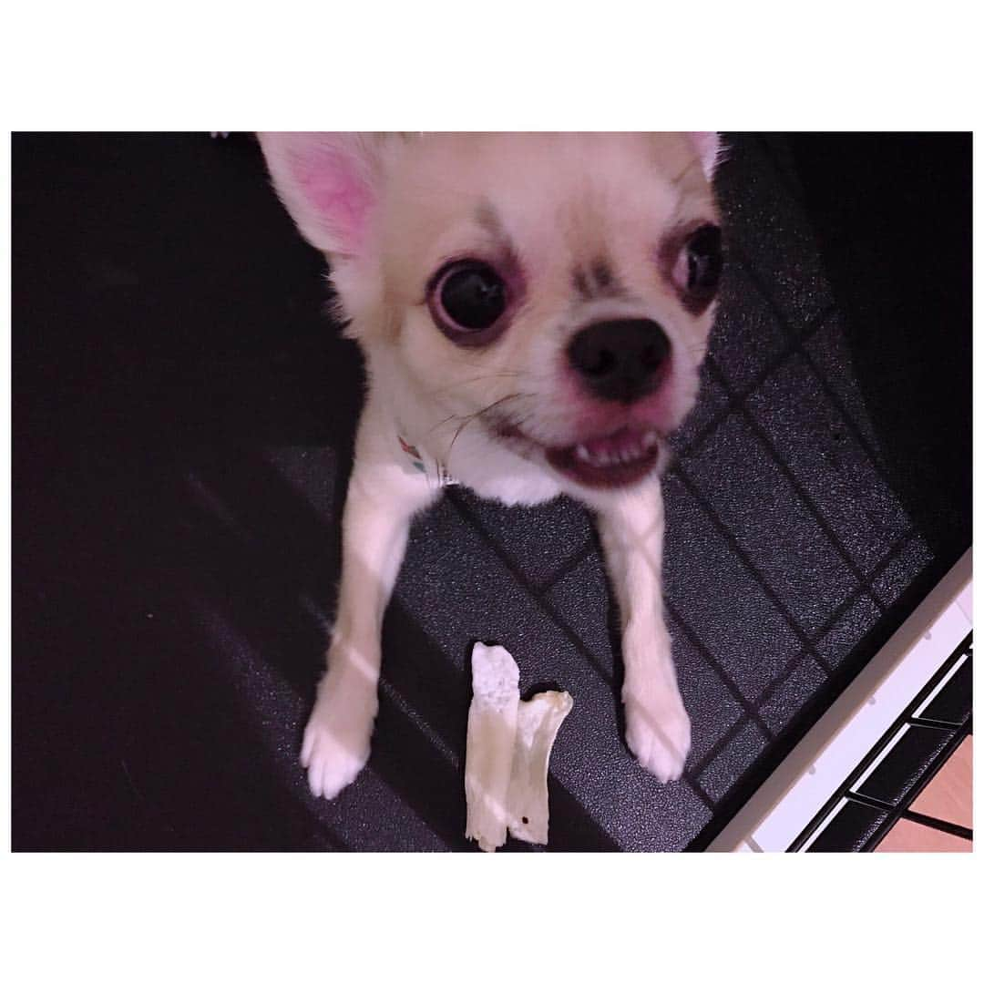 有明ゆなさんのインスタグラム写真 - (有明ゆなInstagram)「どうした？怖いぞ！笑笑 . . . . #愛犬 #チワワ #チワワちゃん #チワワ部 #チワワ画像 #ちわわ #ちわわ大好き #ちわわ親バカ部 #ちわわ多頭飼い #ちわすたぐらむ #ぶちゃいく #ぶちゃ #dogstagram #dog #dogs #instadog」4月16日 9時47分 - ariake_yuna