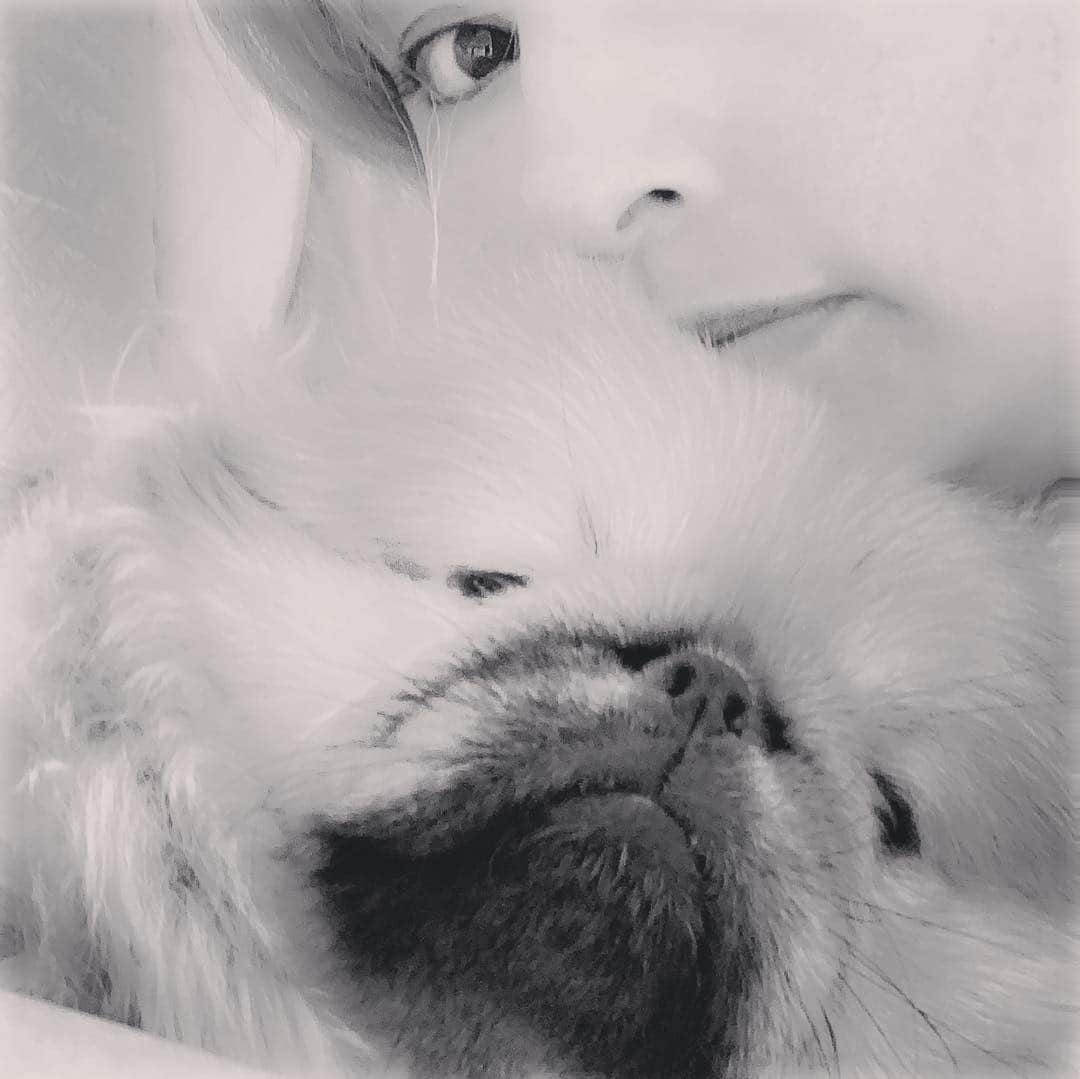 梅宮アンナさんのインスタグラム写真 - (梅宮アンナInstagram)「8ヶ月に入りました🐶  スウィーティー🐶🐶 #pekingese #ペキニーズ #気まぐれ」4月16日 4時20分 - annaumemiya