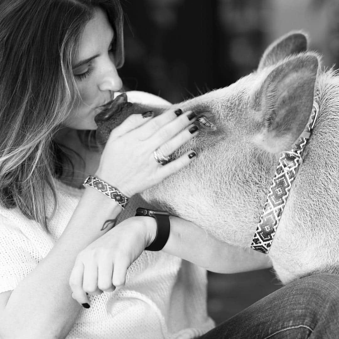 Jamonさんのインスタグラム写真 - (JamonInstagram)「Saturday was #kissday but I was so impacted by mom’s kiss that I forgot to post our picture.  #lovenotfood #friendsnotfood #mymommylife #jamonthepig #pigs #pig #pet #pets #petsofinstagram #petstagram #pigstagram #pigsofinstagram  Picture by @edueuka」4月16日 4時30分 - jamonthepig