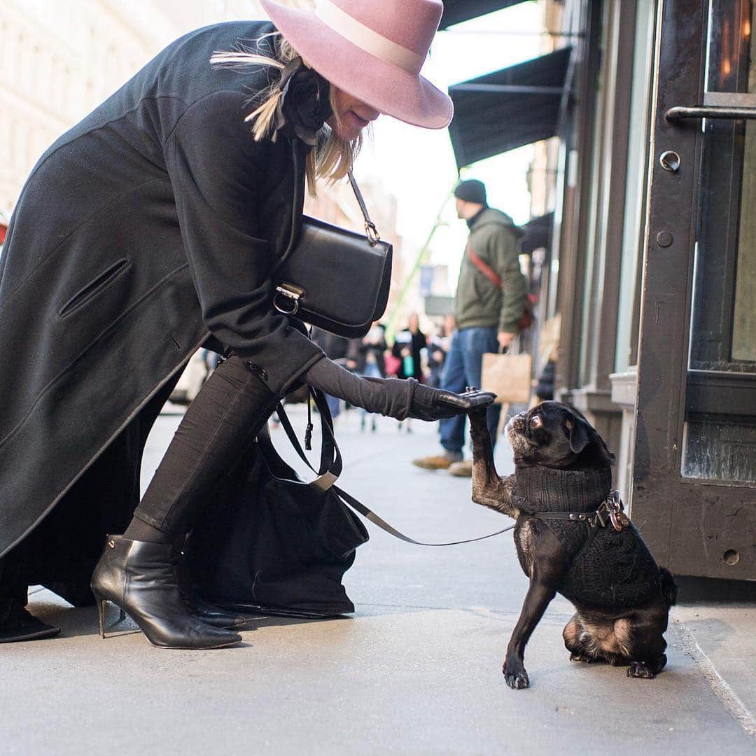 The Dogistさんのインスタグラム写真 - (The DogistInstagram)「Roman, Pug (8 y/o), 23rd & 5th Ave., New York, NY • “He paw shakes.”」4月16日 4時45分 - thedogist