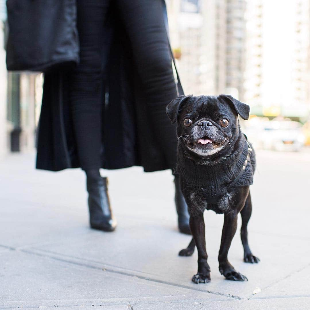 The Dogistさんのインスタグラム写真 - (The DogistInstagram)「Roman, Pug (8 y/o), 23rd & 5th Ave., New York, NY • “He paw shakes.”」4月16日 4時45分 - thedogist