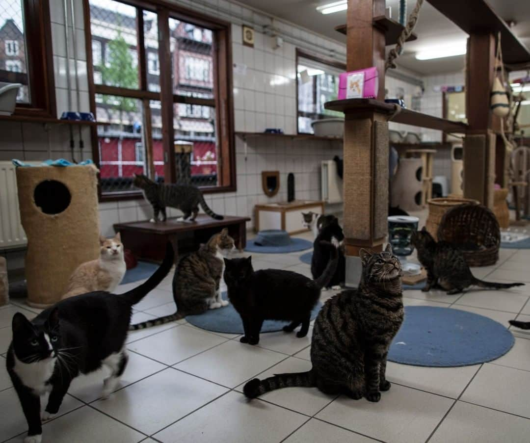 ナショナルジオグラフィックさんのインスタグラム写真 - (ナショナルジオグラフィックInstagram)「Photo by Muhammed Muheisen @mmuheisen | Cats wait for their breakfast on the world’s only floating animal sanctuary, in Amsterdam, Netherlands. De Poezenboot, Dutch for "the catboat," hosts around 50 stray and abandoned cats, 17 of which are permanent residents that have lived on the boat for several years. For more photos and videos from different parts of the world, follow me @mmuheisen and @mmuheisenpublic #muhammedmuheisen #amsterdam #Netherlands」4月16日 5時01分 - natgeo