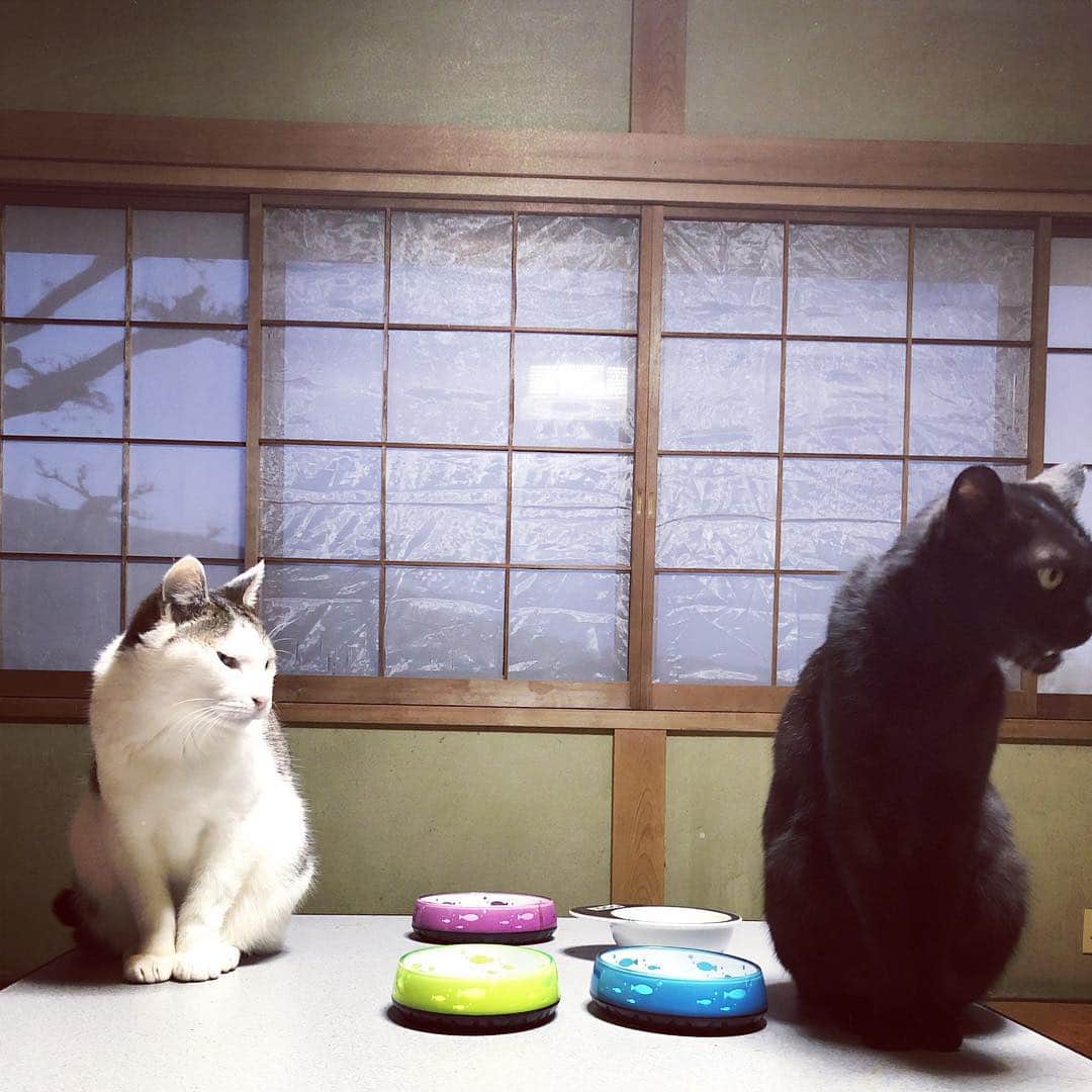 町田康さんのインスタグラム写真 - (町田康Instagram)「なんか違う。」4月16日 5時10分 - inunekosonota