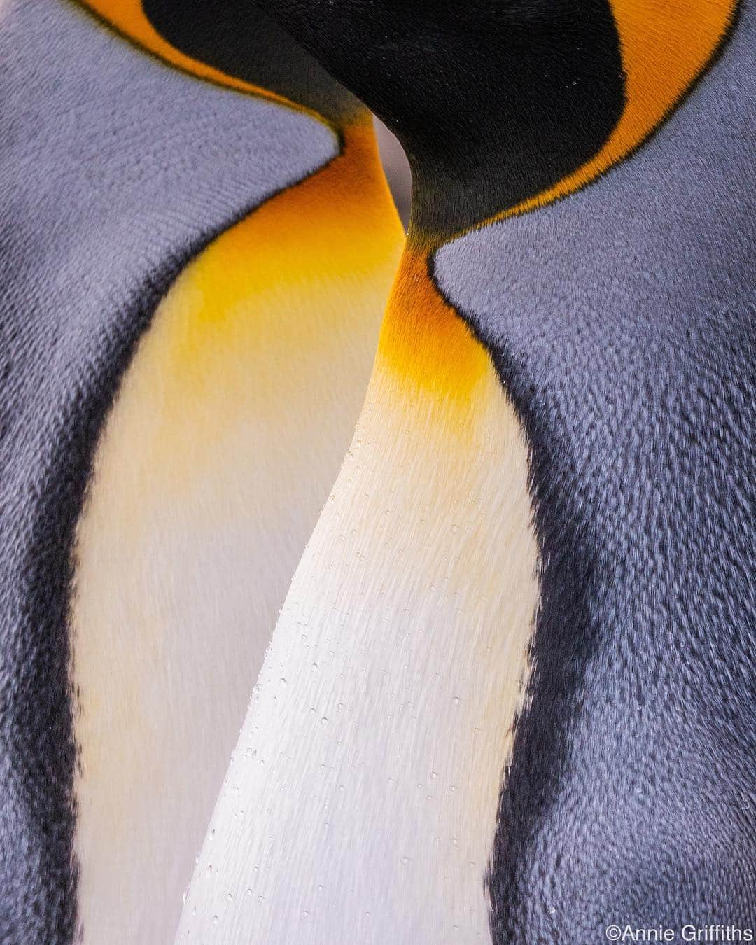 thephotosocietyさんのインスタグラム写真 - (thephotosocietyInstagram)「Photo by @anniegriffithsphotography. The undulating plumage of two king penguins is a constant visual delight. Males and females are nearly identical, but can be distinguished by their calls.  #onassignment in #Antarctica for @natgeoexpeditions  For more photographs of amazing Antartica, follow @anniegriffithsphotography  @rippleeffectimages #frozen #icebergs #birds #penguins #seabirds #prettybirds #Antarctica #wonders #adventure #explore #ice #iceicebaby」4月16日 5時12分 - thephotosociety