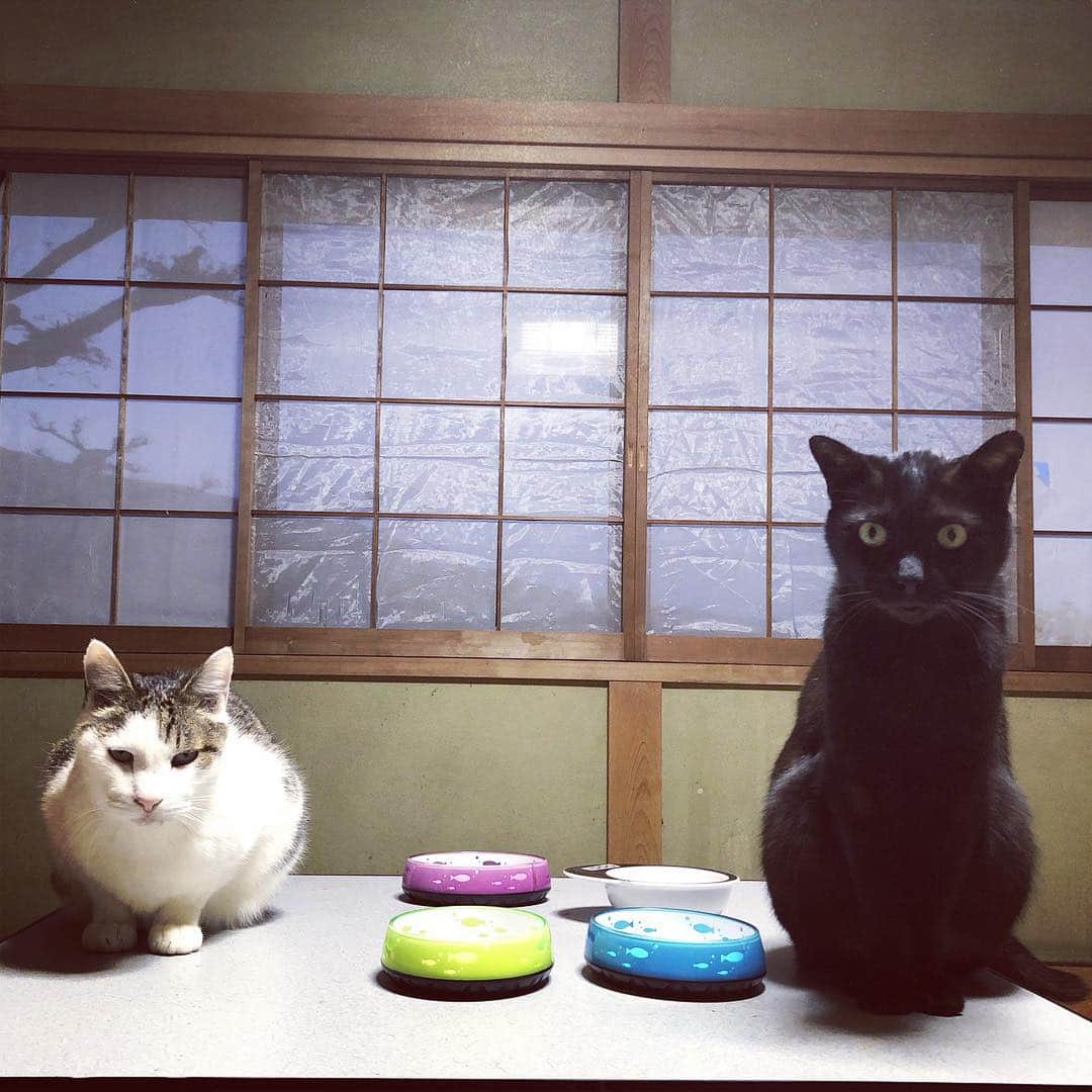 町田康さんのインスタグラム写真 - (町田康Instagram)「違う。#狛猫」4月16日 5時14分 - inunekosonota