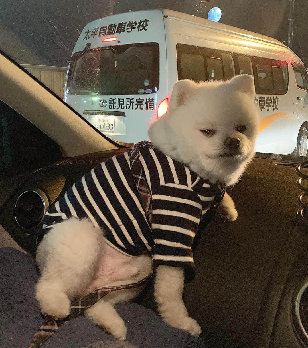 のインスタグラム：「預けるんか⁉️No託児でござる〜️🐶💢 #No託児 #No待機児童 #Noやっほい #待機児童 #託児所完備 #免許取るなら太平自動車学校へ #ポメリズム #ポメラニアン #白ポメ #pomeranian」